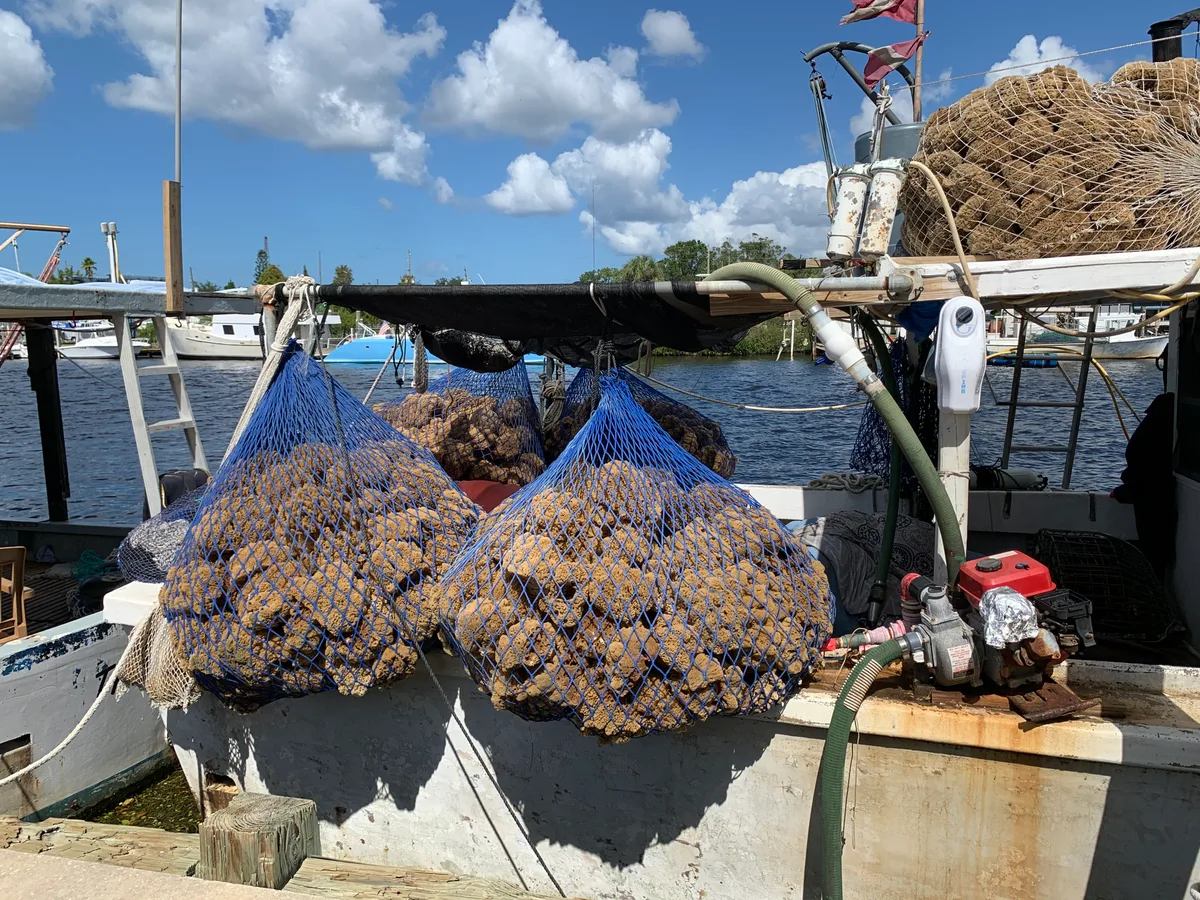 Sponge fishing boats at the Tarpon Springs sponge docks in Pinellas County, Florida