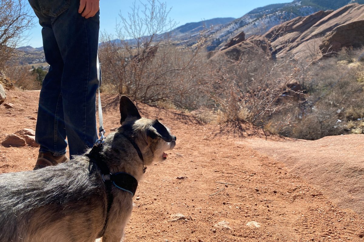 A healthy dog on a leash — the outcome a good vet works for